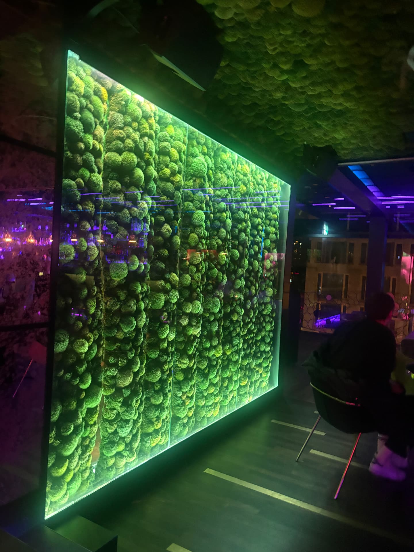 Mooswand aus Polstermoos hinter Glas mit grüner Hintergrundbeleuchtung in einer Bar